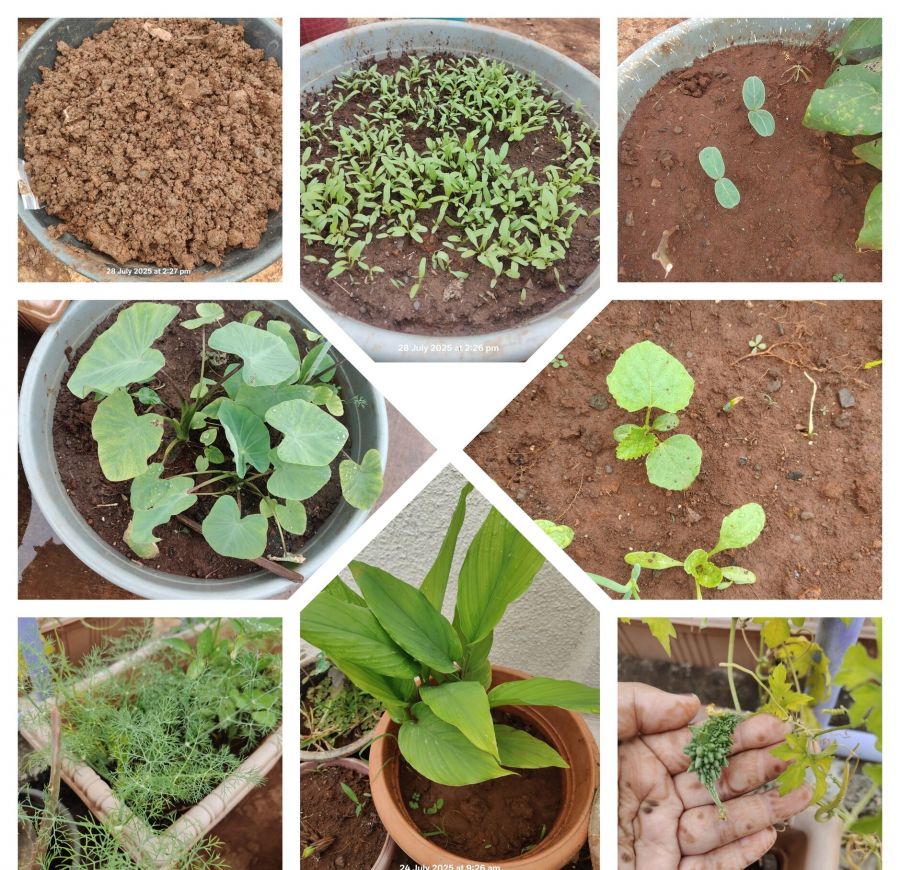 परसबाग भाज्या फुले निसर्ग