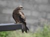 Black kite chick