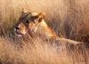 lioness
