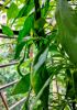mirchi