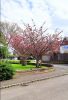 लंडन स्प्रिंग,  magnolia, cherry blossam