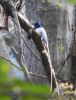 Indian Paradise Flycatcher