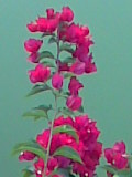 Image005.jpg