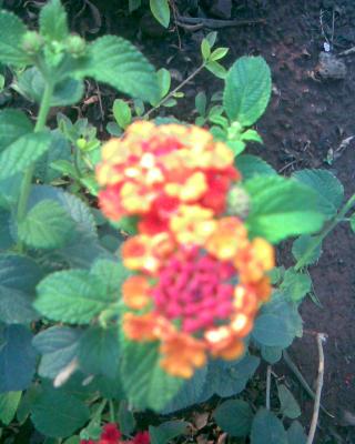 Image007.jpg