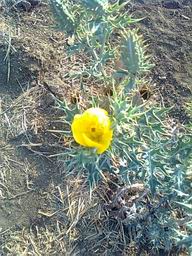 Resize of cactus.jpg