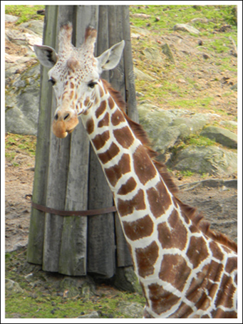 Giraffe.jpg