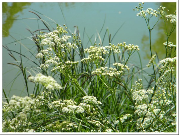 Queen Anneâs Lace_1.jpg