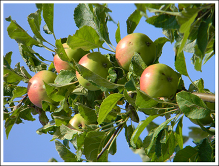 apple1.jpg