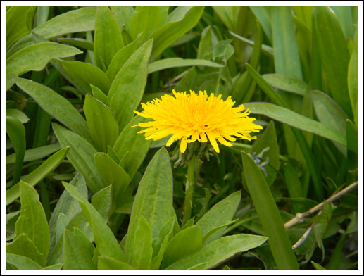 dandelion.jpg