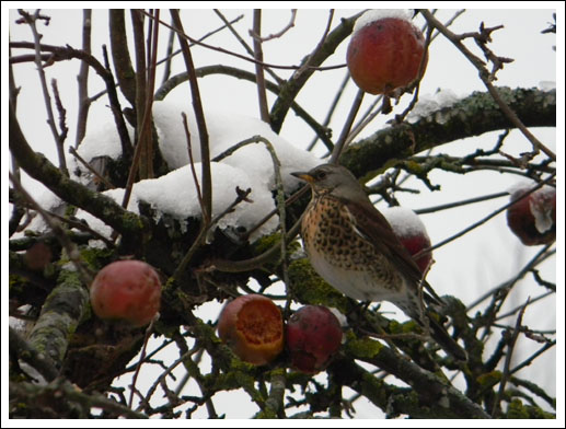 snow and bird.jpg