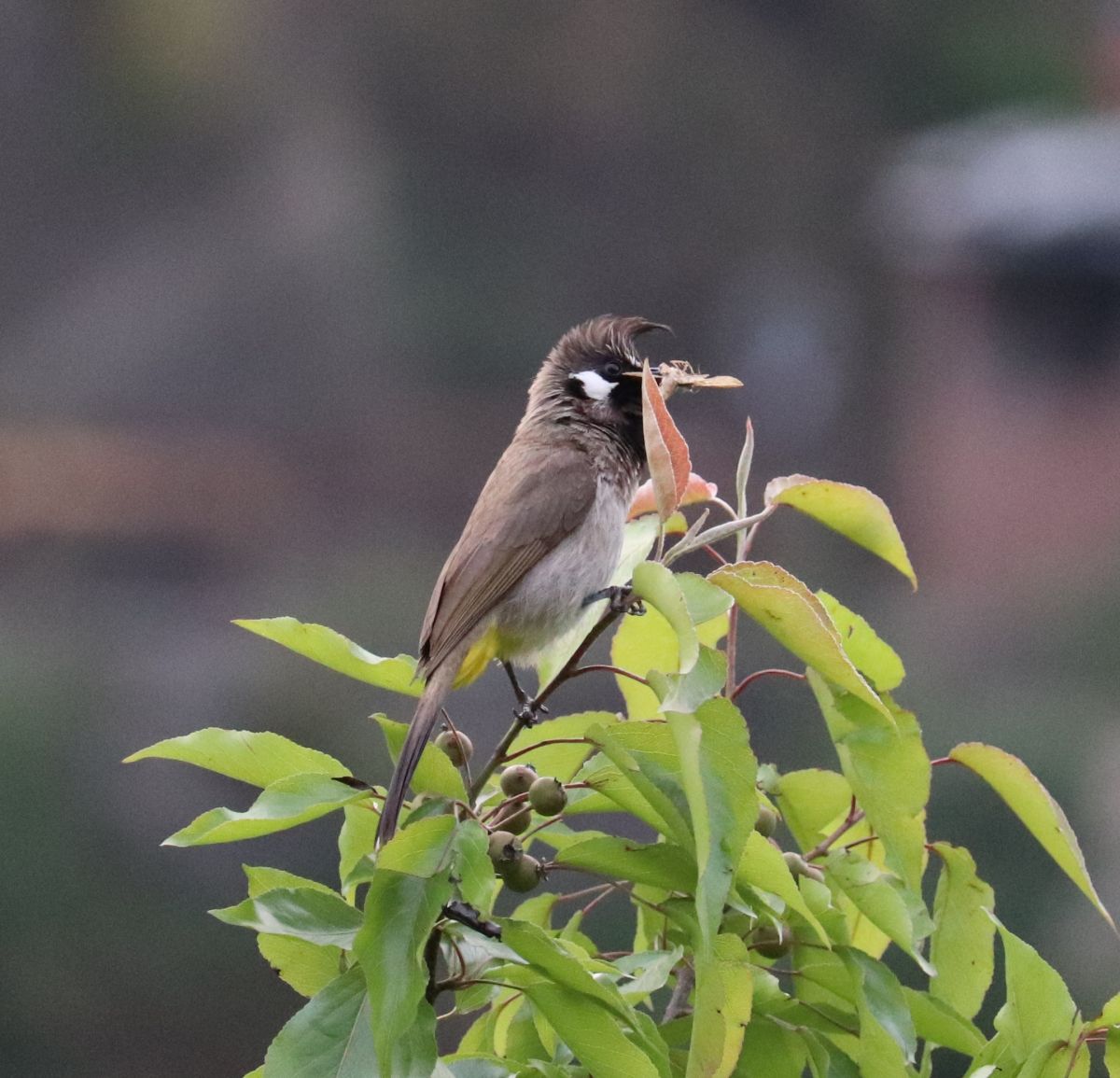 Himalayan Bulbul.JPG