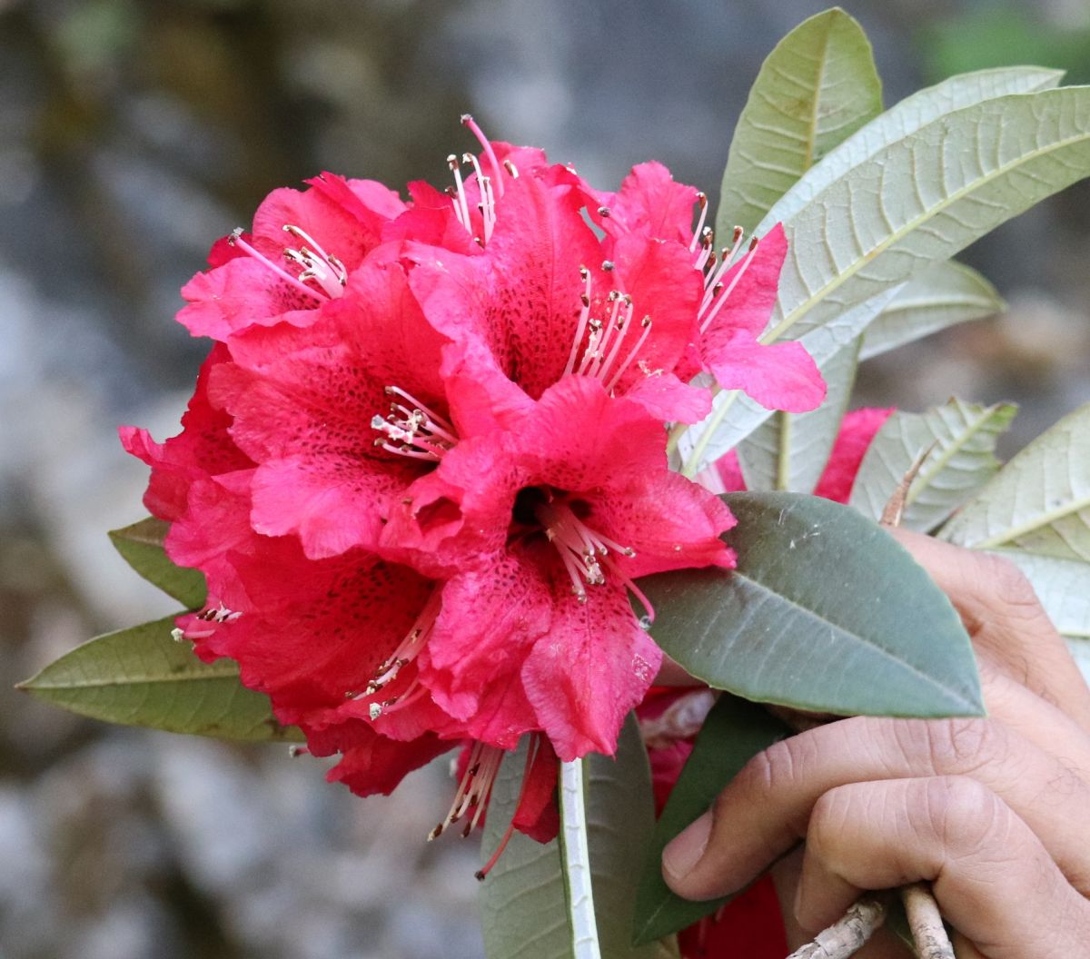 Rhododendron.JPG