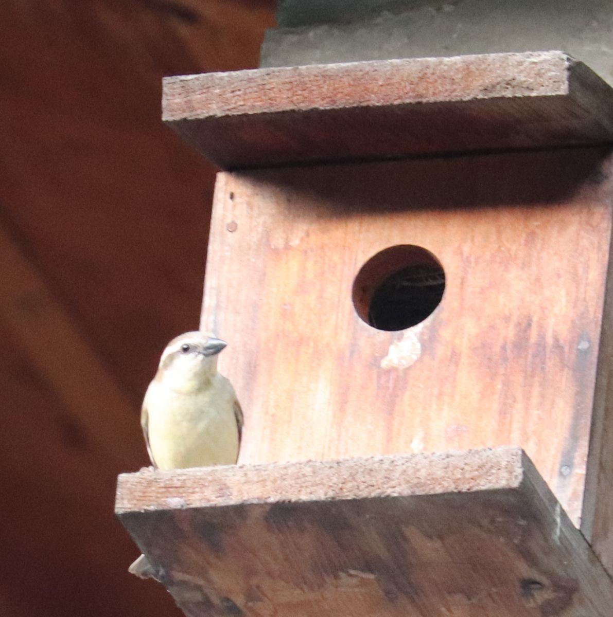 Russet Sparrow_0.JPG