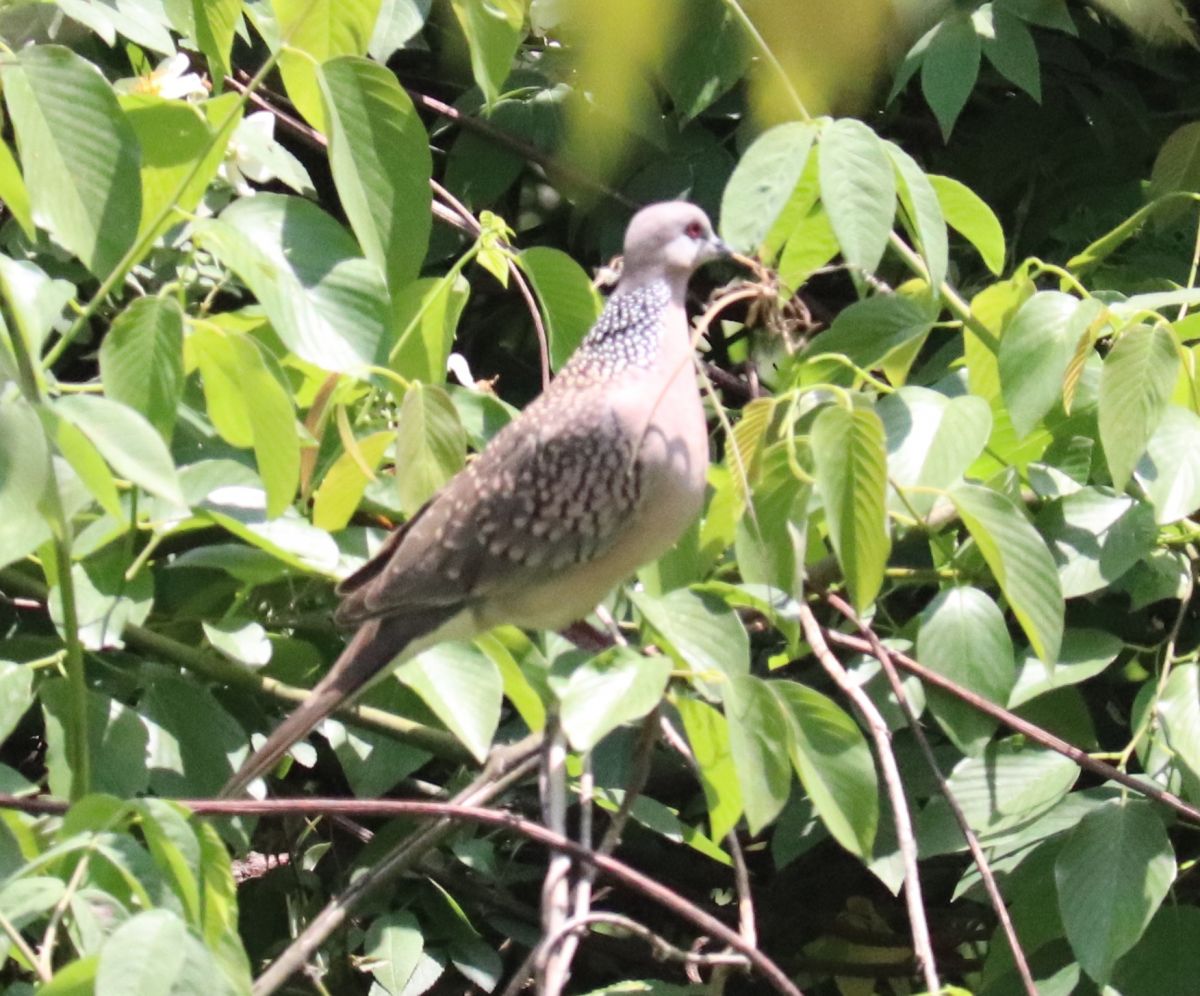 Spotted Dove.JPG