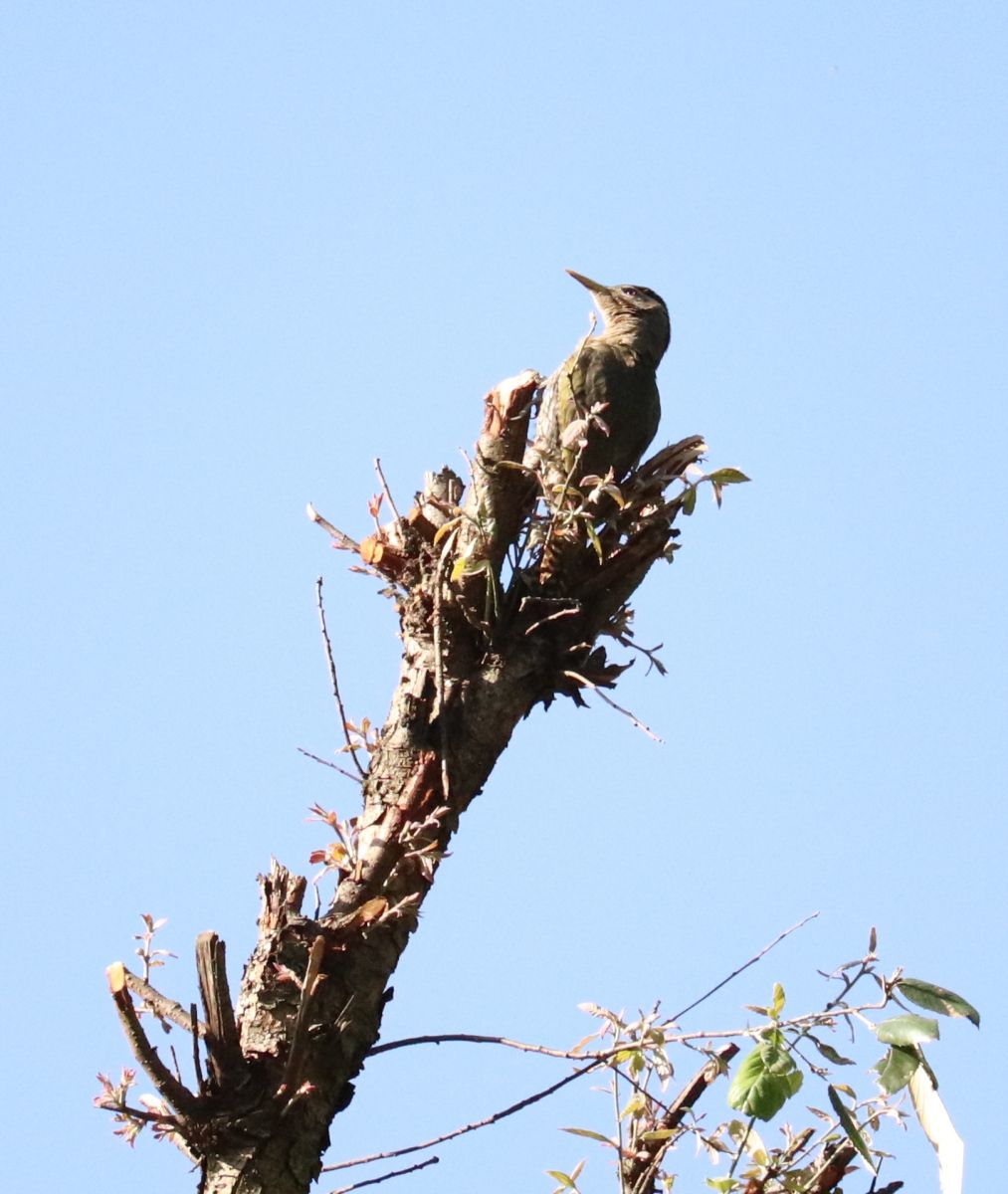 scally bellied woodpecker female.JPG