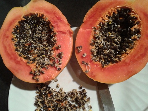 papaya.jpg