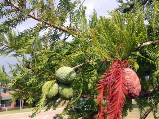 tree.jpg