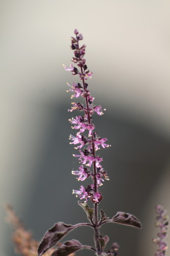 Tulas0001.jpg