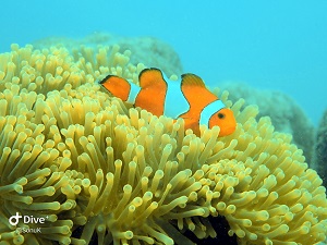Nemo 1.jpg