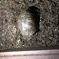 Box Turtle.png