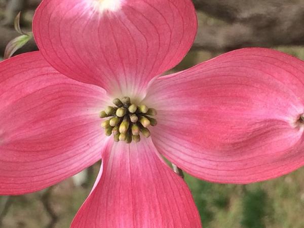 Dogwood Pink.jpg