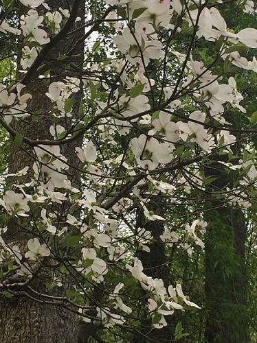 Dogwood white.jpg