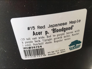 Maple2.jpeg