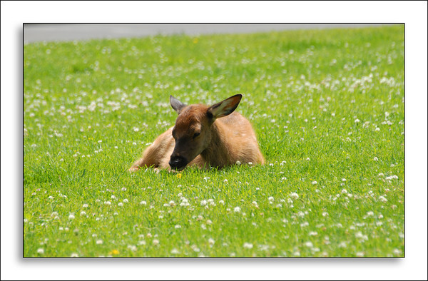 Yellowstone2.jpg