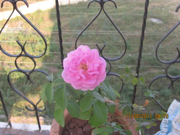 Pink rose.JPG