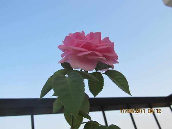 rose.JPG