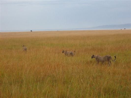 Masaimara.jpg