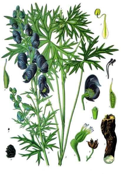 Aconitum pl.jpg