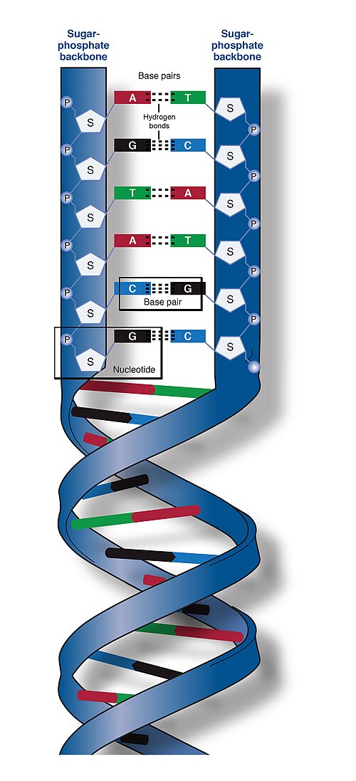 DNA_0.jpg
