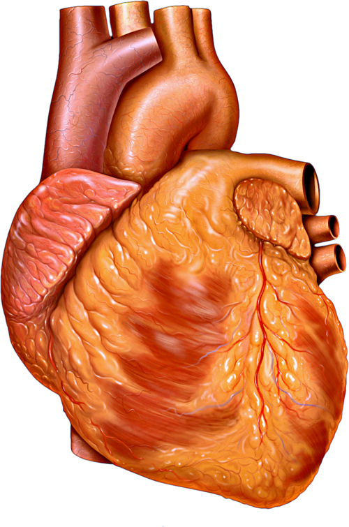 Heart_anterior_exterior_view.png