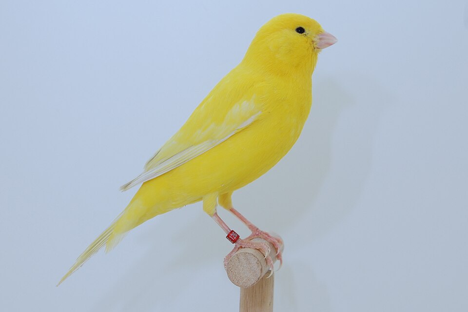 canary.JPG