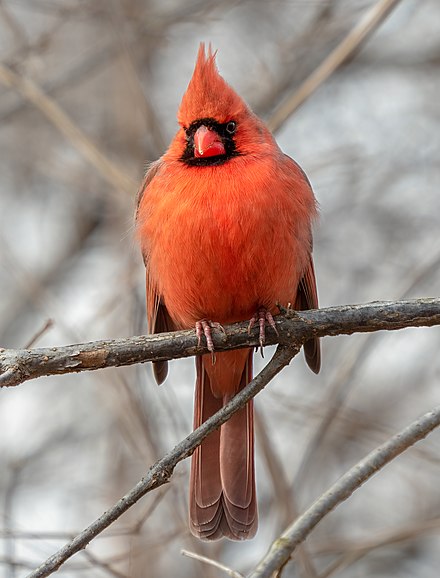 cardinal bird.jpg