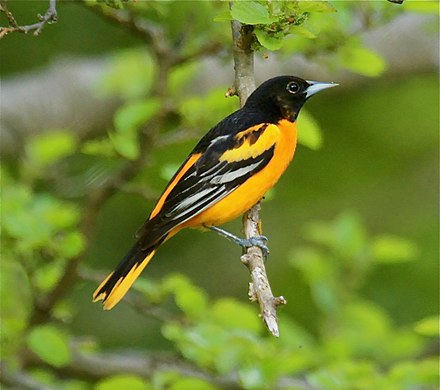 icterus bird.jpg