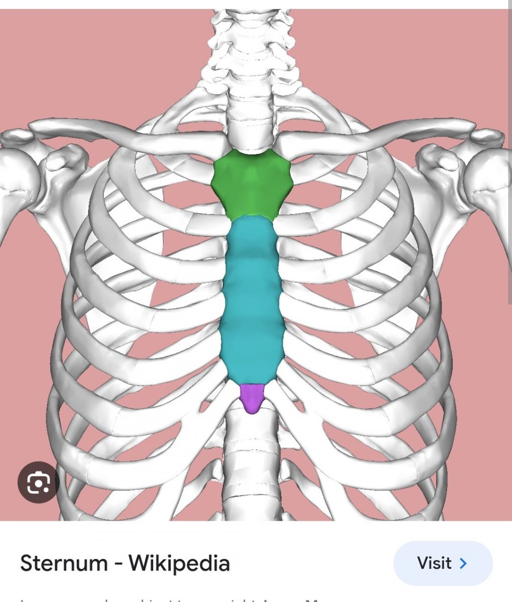 sternum jpeg.jpg