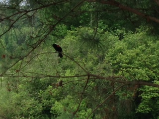 bird.JPG