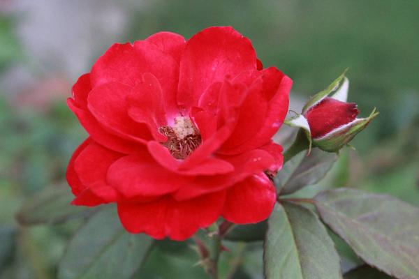 rose.JPG