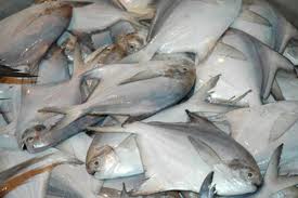 fish.jpg