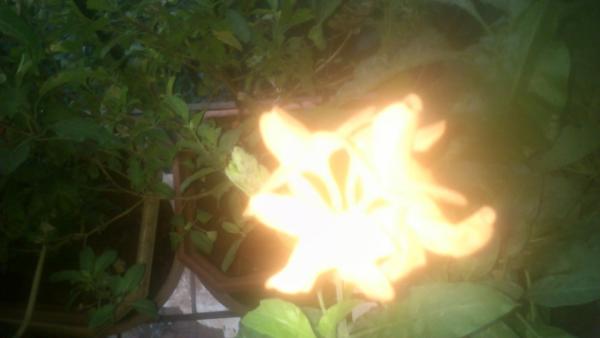 burning flower.JPG