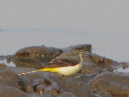 Grey Wagtail.jpg