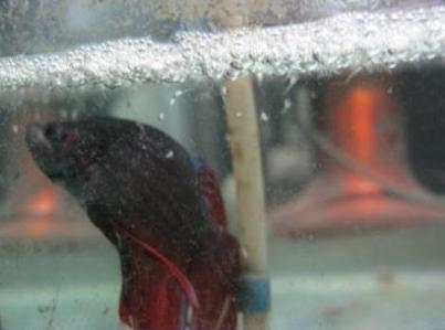 Big Ones Breed 003.jpg