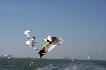 Gull.jpg