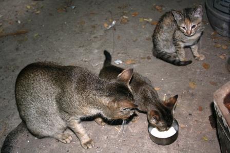 Waiting for Dudho.jpg