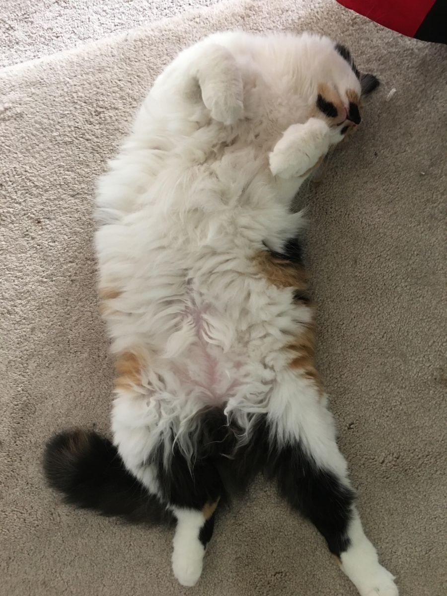 sammie sleep.jpg