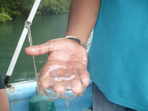 jellyfish.jpg