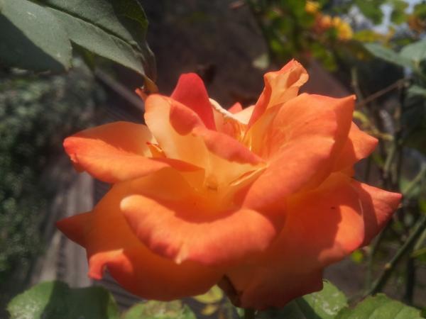 orange_rose.jpg