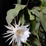 IMG-20190704-WA0096_1.jpg